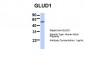 GLUD1 antibody - N-terminal region